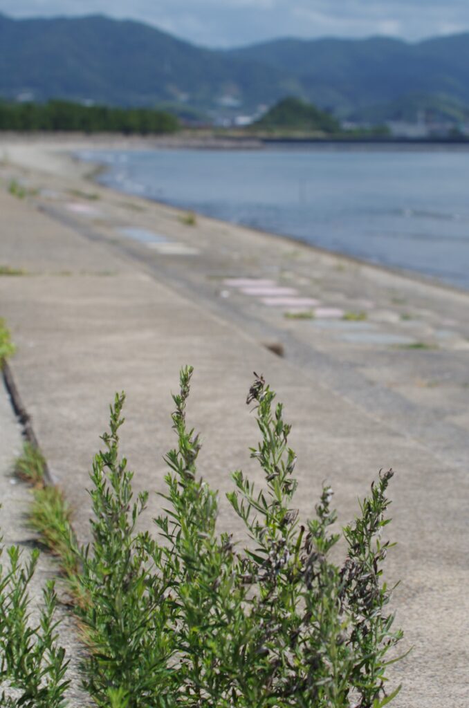 護岸に生える草と遠くの山並み